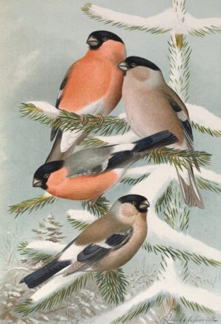 Pyrrhula pyrrhula, Pyrrhula pyrrhula europaea by Johann Friedrich Naumann