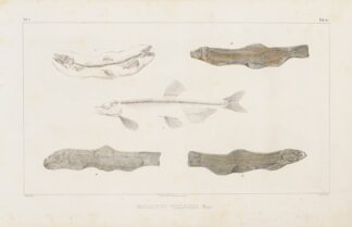 Recherches sur les poissons fossiles Pl.084 by Louis Agassiz