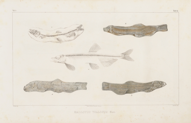 Recherches sur les poissons fossiles Pl.084 by Louis Agassiz
