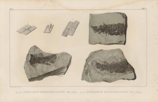Recherches sur les poissons fossiles Pl.124 by Louis Agassiz