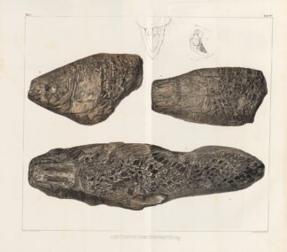Recherches sur les poissons fossiles Pl.175 by Louis Agassiz