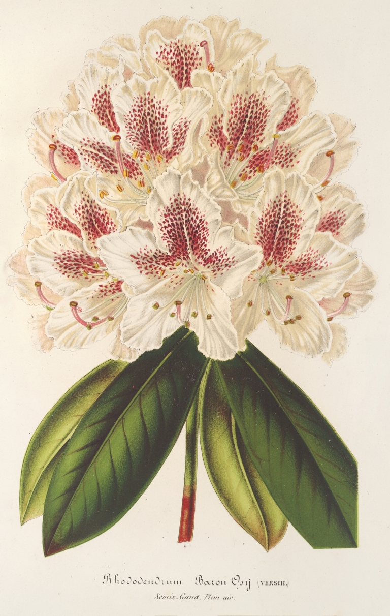 Rhododendrum by Charles Antoine Lemaire