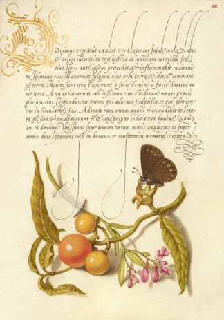 Ringlet, False Jerusalem Cherry, and Milkwort by Joris Hoefnagel
