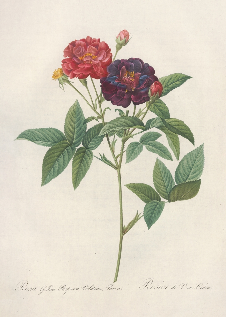 Rosa Gallica Purpurea Velutina by Pierre Joseph Redouté