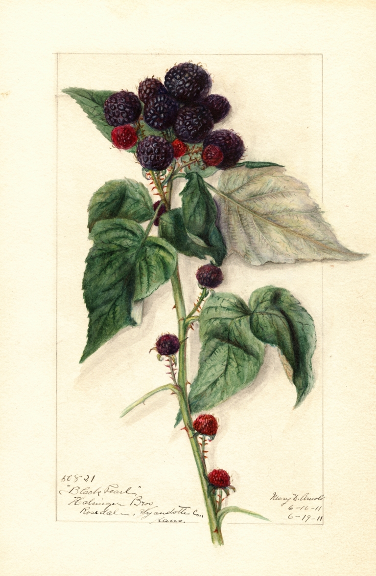Rubus: Black Pearl by Mary Daisy Arnold