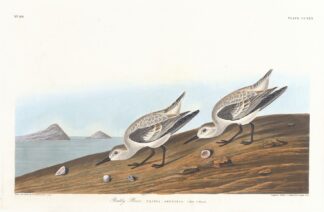 Ruddy plover by John James Audubon