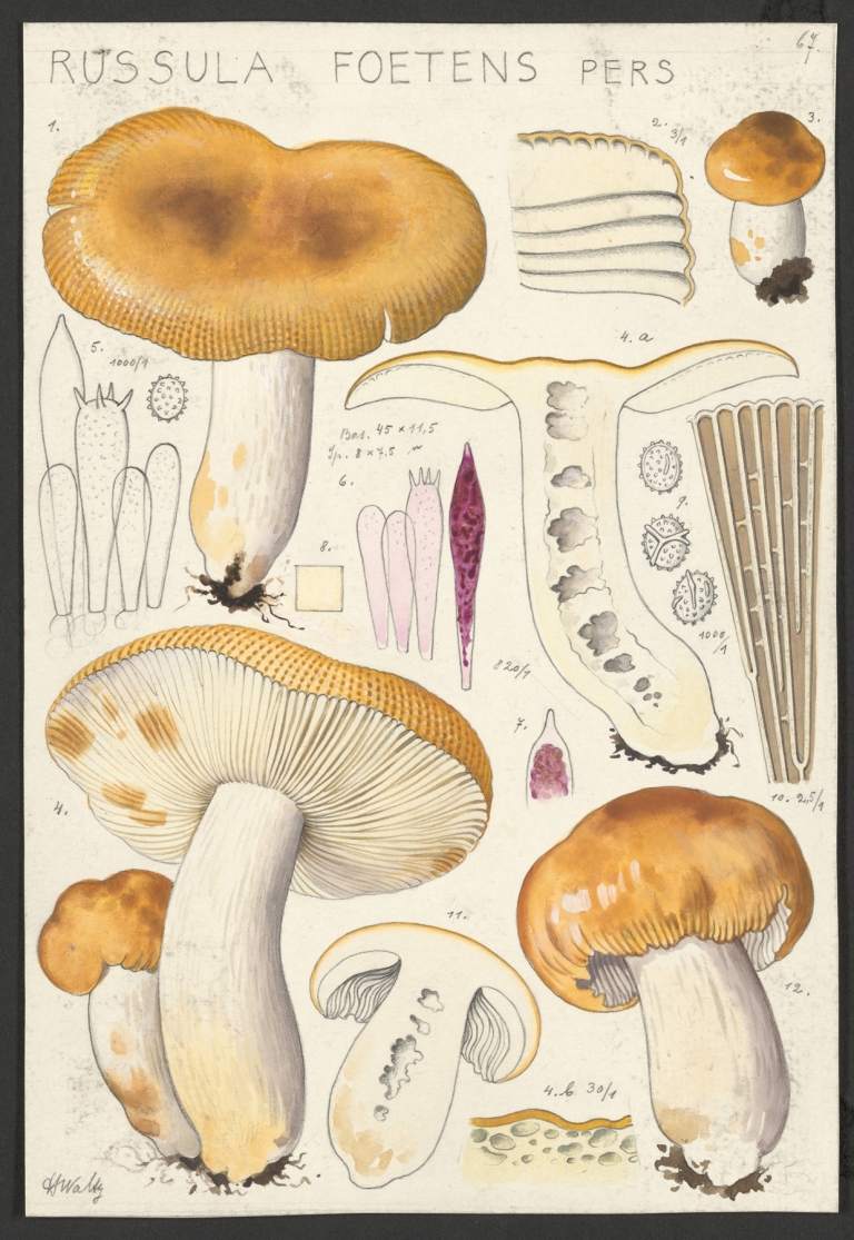 Russula foetens Pers. by Hans Walty