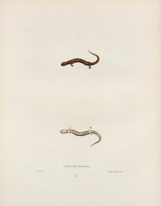 Salamandra erythronota by John Edwards Holbrook