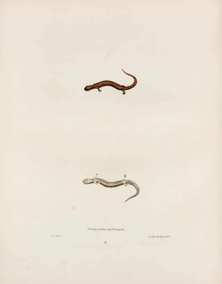 Salamandra erythronota by John Edwards Holbrook