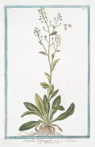 Samolus Valerandi – Mouron d’eau. by Giorgio Bonelli