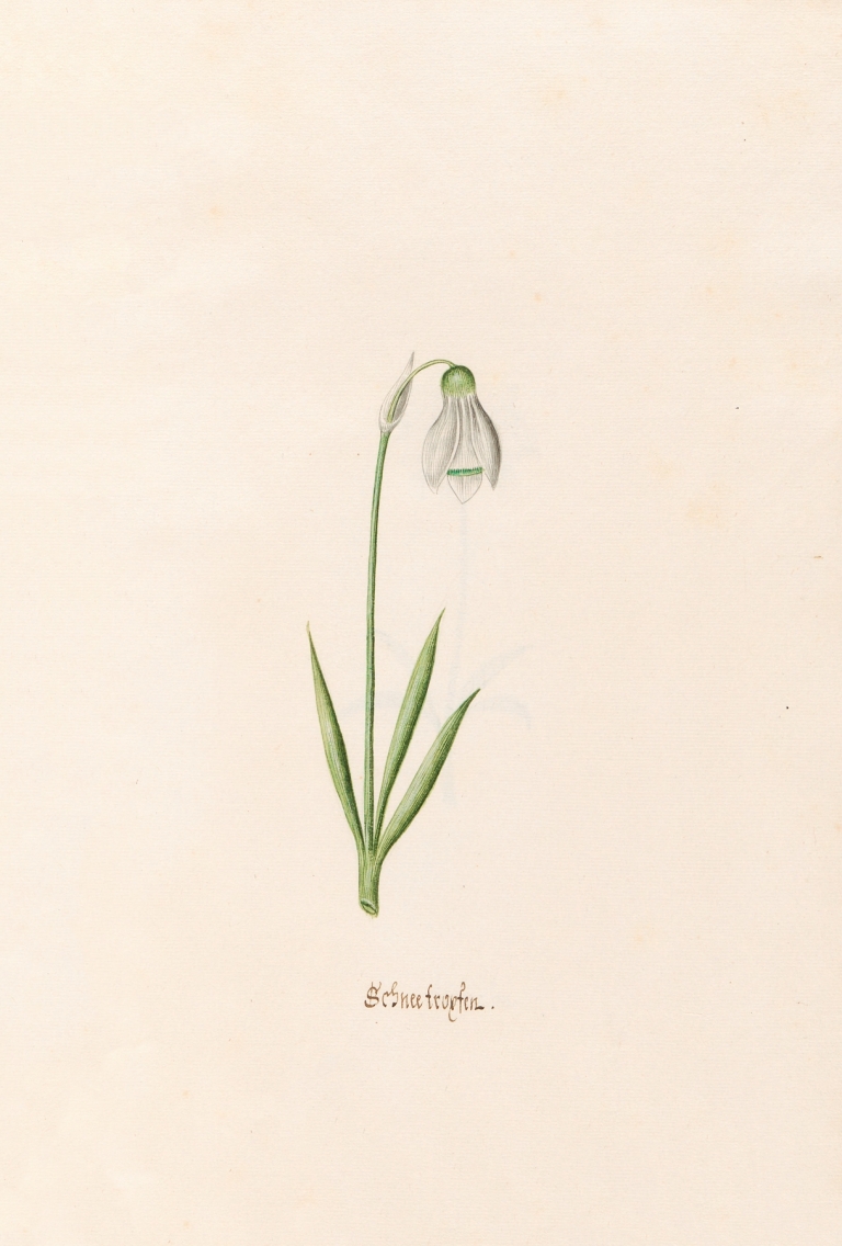 Schneefroyfen. [Schneeflocken] by Magdelena Rosina Funck