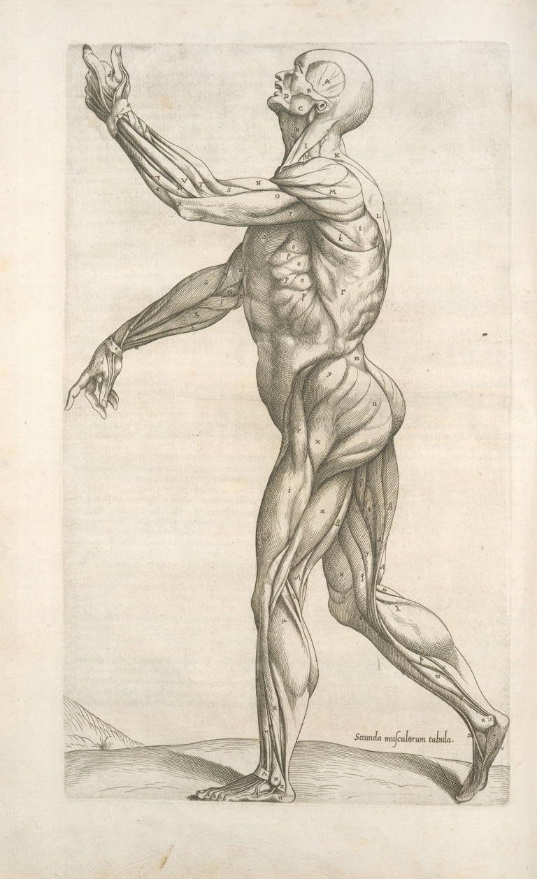 Secunda musculorum tabula. [Shows muscles in a walking position] by Thomas Geminus