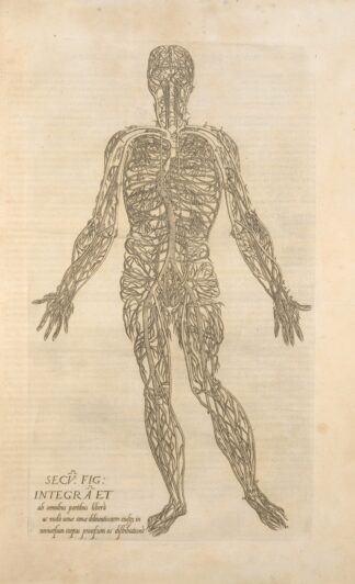 Secv. fig; Integra et ab omnibus partibus … [Male figure showing the arteries and veins] by Thomas Geminus