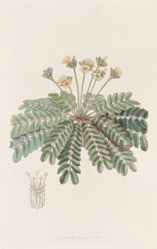 Sensitive Wood-sorrel by Sydenham Edwards