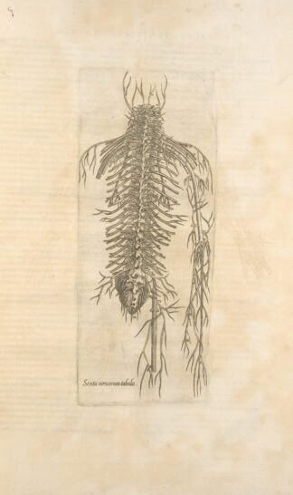 Sexta neruorum tabula. [Nerves of the spine] by Thomas Geminus