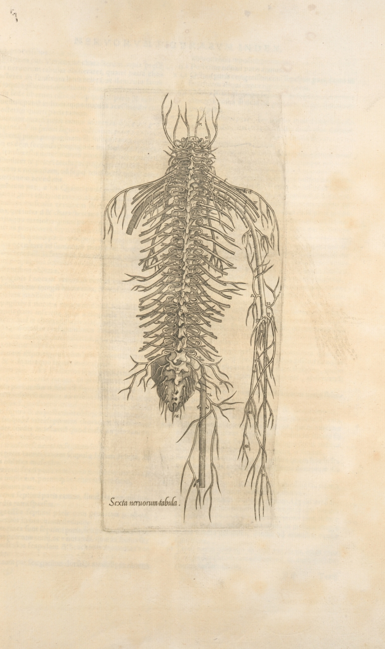 Sexta neruorum tabula. [Nerves of the spine] by Thomas Geminus