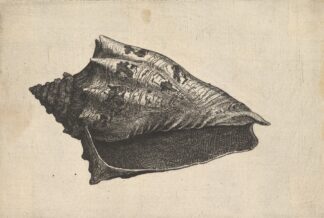 Shell; Hebrew Volute by Wenceslaus Hollar