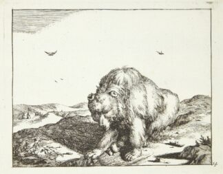 Siddende bjørn, set forfra by Marcus de Bye