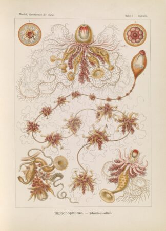 Siphonophorae. – Staatsquallen by Ernst Haeckel