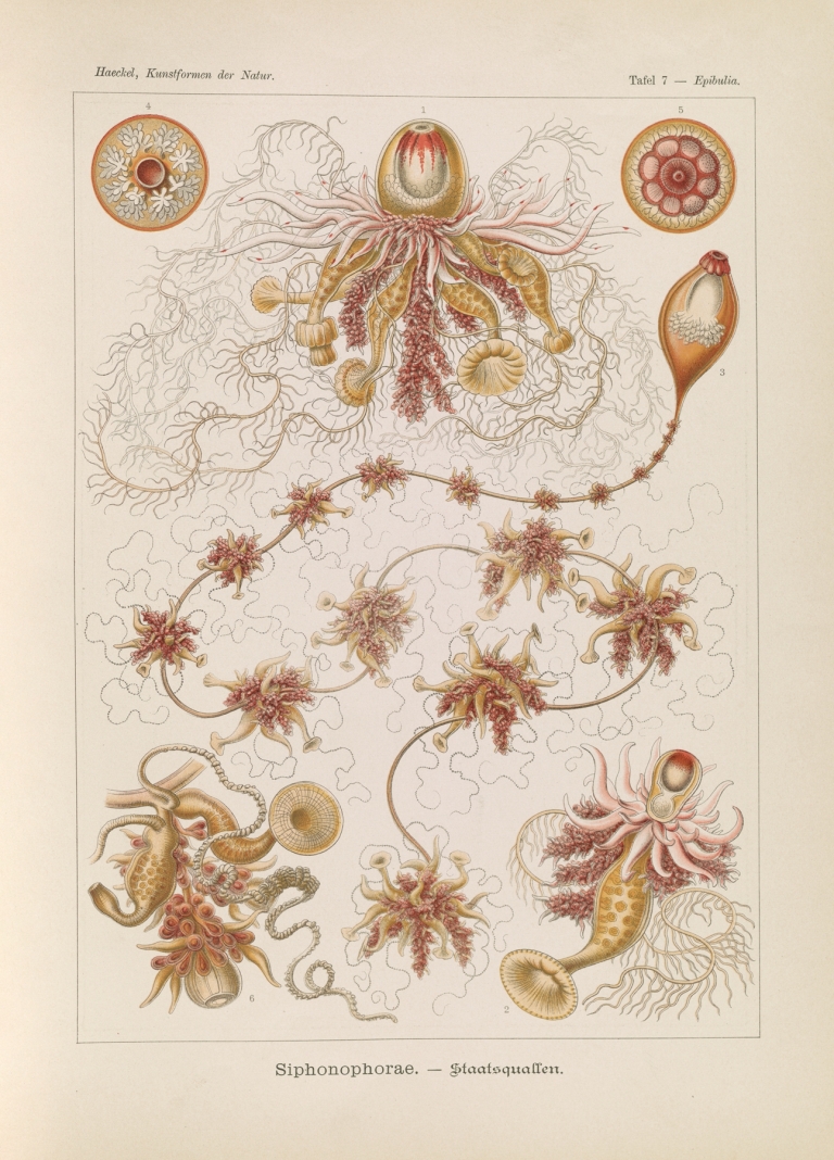 Siphonophorae. – Staatsquallen by Ernst Haeckel