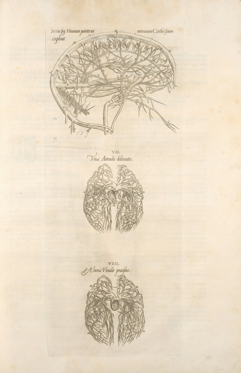 Sixta fig; Venarum panter acarterum Carebri senem explicat – Ven & arterialis delineatio – Arteria venalis processvs by Thomas Geminus