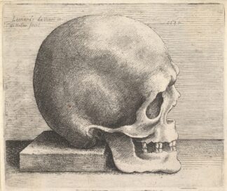 Skull in profile to right by Wenceslaus Hollar
