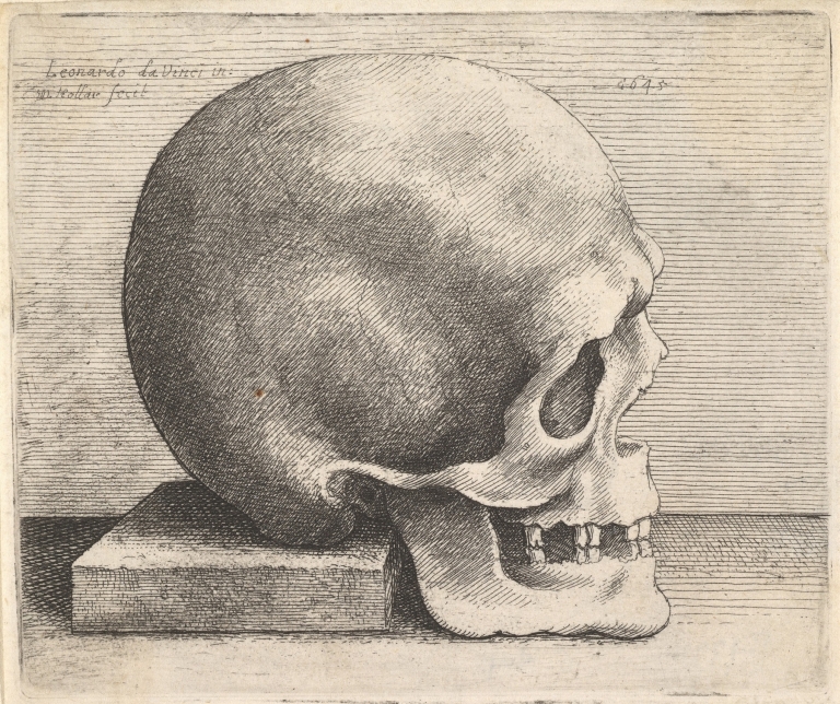 Skull in profile to right by Wenceslaus Hollar