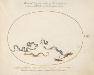 Snakes and a Lizard by Joris Hoefnagel
