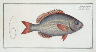 Sparus Brama by Marcus Elieser Bloch