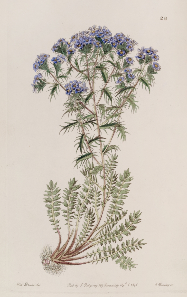 Spiny Triptilion by Sydenham Edwards