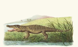 St Domingo Crocodile by George Shaw