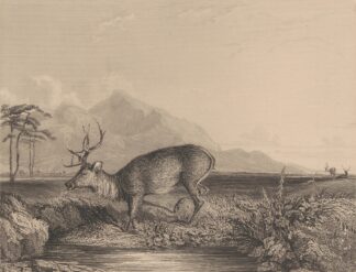 Stag at the Edge of a Pond by Newton Limbird Smith Fielding