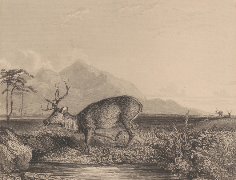 Stag at the Edge of a Pond by Newton Limbird Smith Fielding
