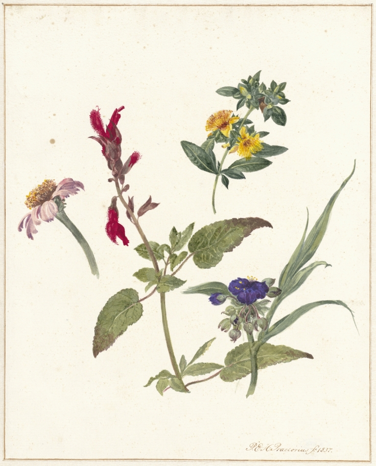 Studies van veldbloemen by Pieter Ernst Hendrik Praetorius