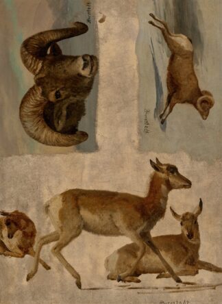 Study of Bighorn Sheep and Antelope by Albert Bierstadt