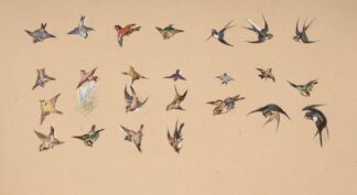 Study of polychrome birds by Félix Bracquemond
