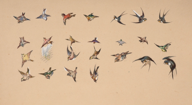 Study of polychrome birds by Félix Bracquemond