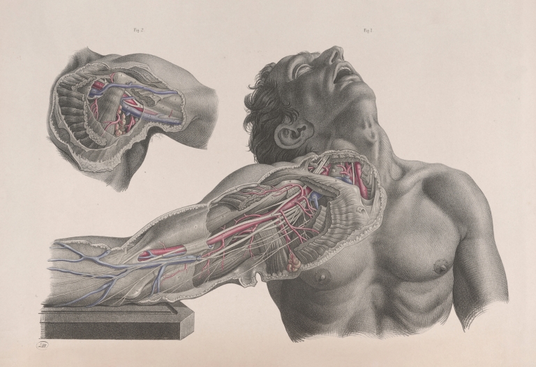 Surgical anatomy Pl.09 by Joseph Maclise