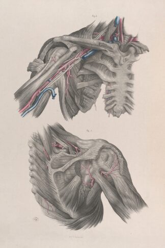 Surgical anatomy Pl.11 by Joseph Maclise