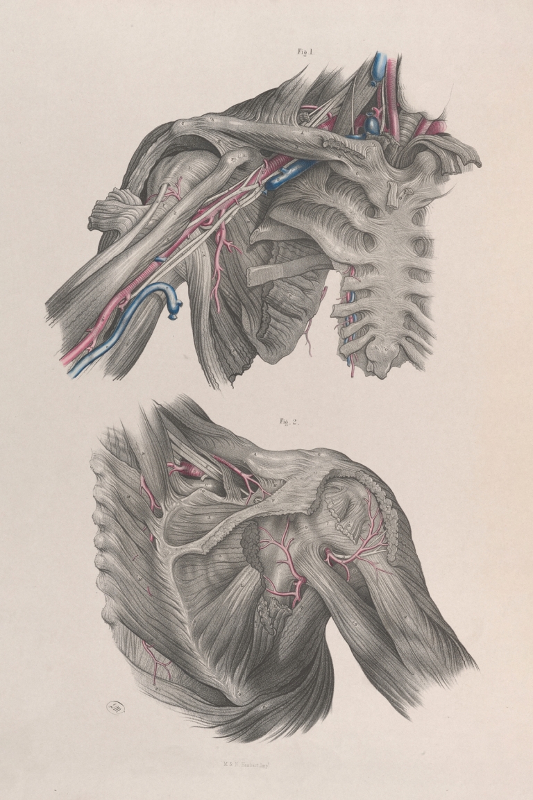 Surgical anatomy Pl.11 by Joseph Maclise