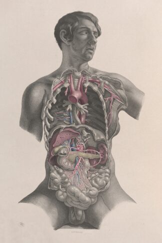 Surgical anatomy Pl.23 by Joseph Maclise