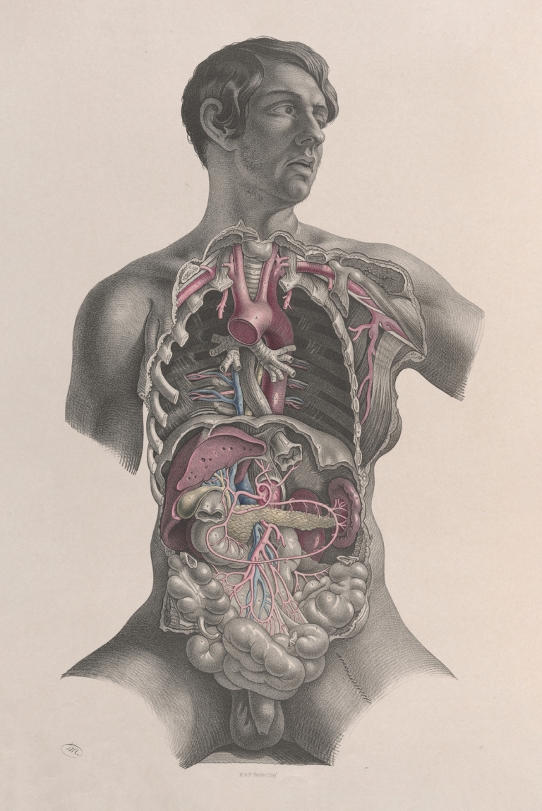 Surgical anatomy Pl.23 by Joseph Maclise
