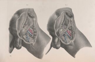 Surgical anatomy Pl.29 by Joseph Maclise