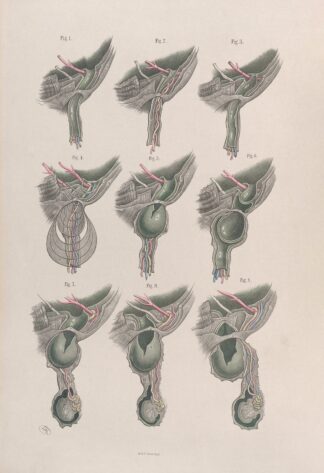 Surgical anatomy Pl.33 by Joseph Maclise