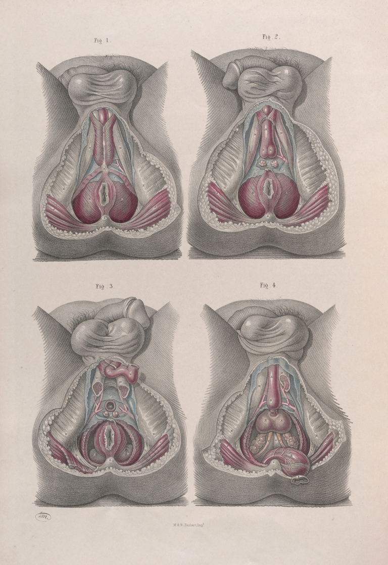 Surgical anatomy Pl.43 by Joseph Maclise
