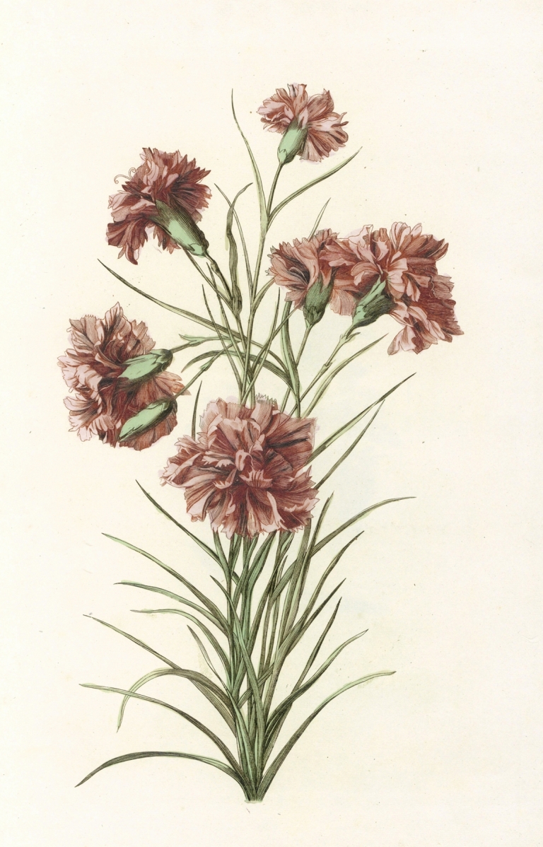 Tak met zes anjers by Anonymous