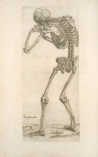 Tertia ossium tabula [Skeleton in aiming position] by Thomas Geminus