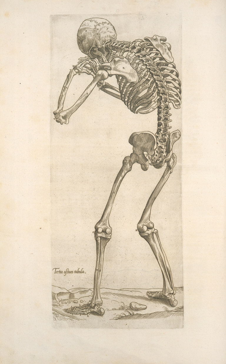 Tertia ossium tabula [Skeleton in aiming position] by Thomas Geminus