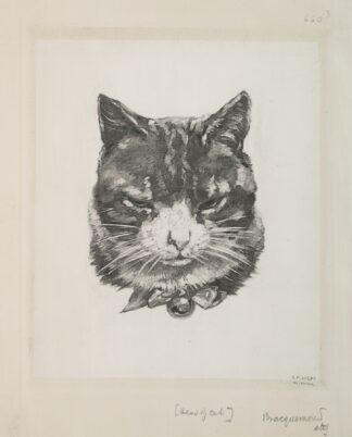 Tête de chat. by Félix Bracquemond