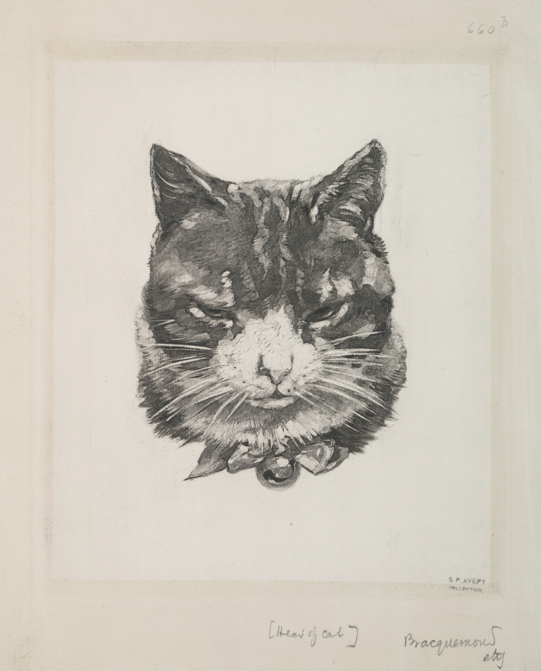 Tête de chat. by Félix Bracquemond